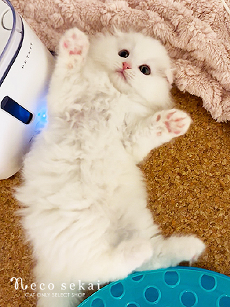 スコティッシュフォールド