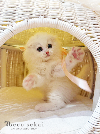 スコティッシュフォールド