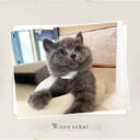 ブリティッシュショートヘア