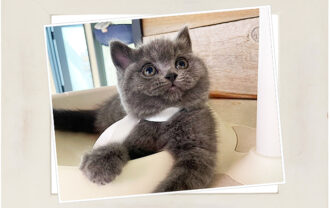 ブリティッシュショートヘア