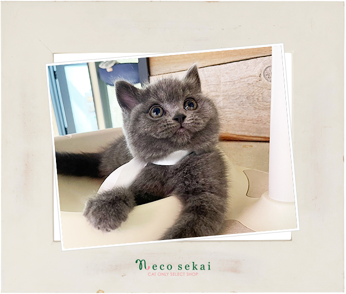 ブリティッシュショートヘア