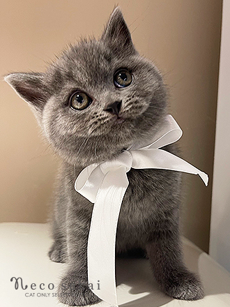 ブリティッシュショートヘア