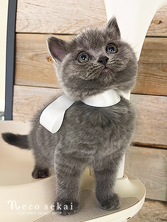 ブリティッシュショートヘア