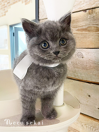 ブリティッシュショートヘア