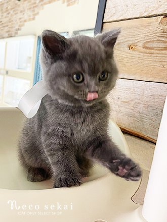 ブリティッシュショートヘア