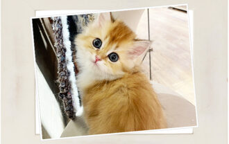 ブリティッシュロングヘア