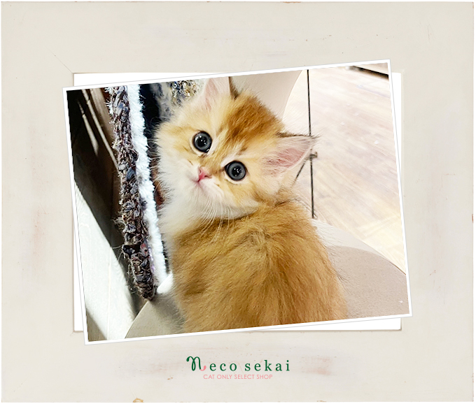 ブリティッシュロングヘア