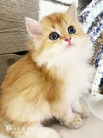 ブリティッシュロングヘア