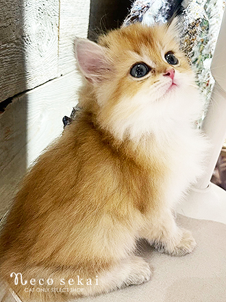 ブリティッシュロングヘア