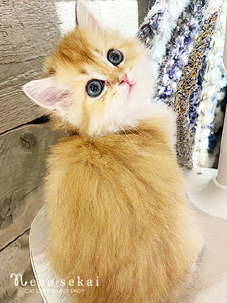 ブリティッシュロングヘア