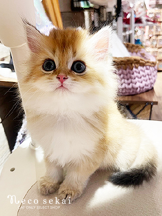 ブリティッシュロングヘア