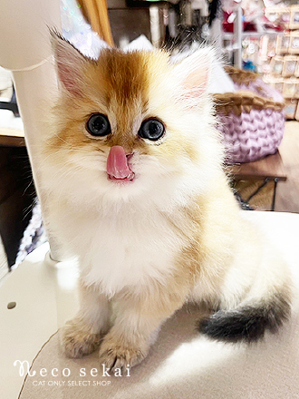 ブリティッシュロングヘア