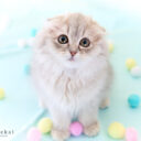 スコティッシュフォールド