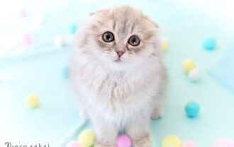 スコティッシュフォールド