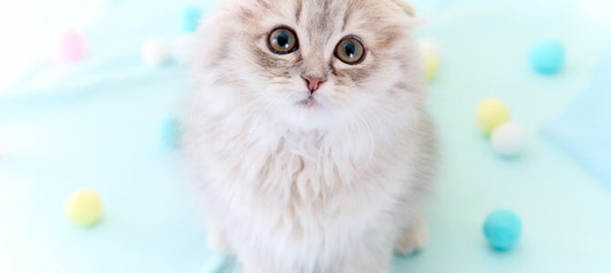 スコティッシュフォールド