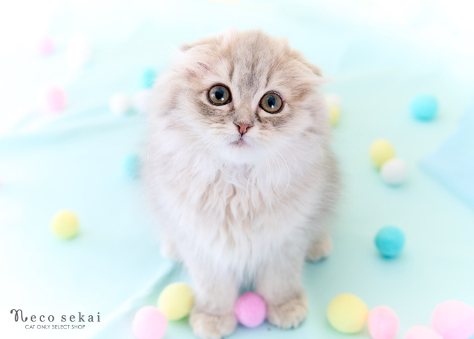 スコティッシュフォールド