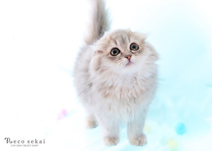 スコティッシュフォールド