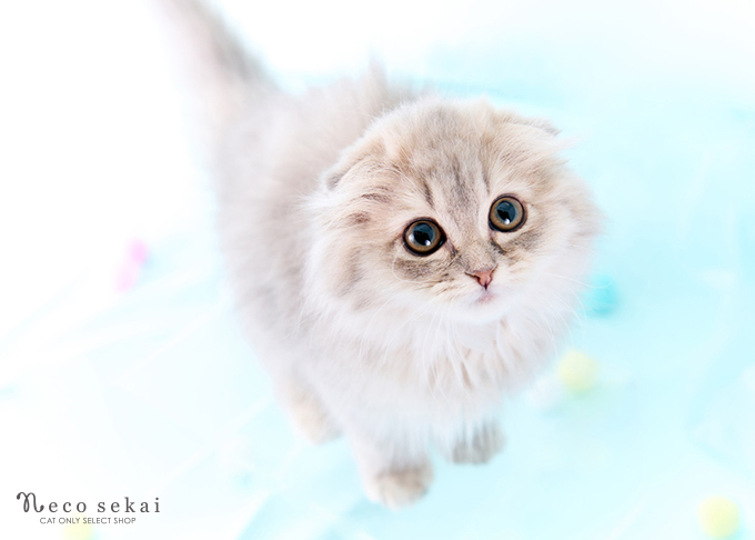 スコティッシュフォールド