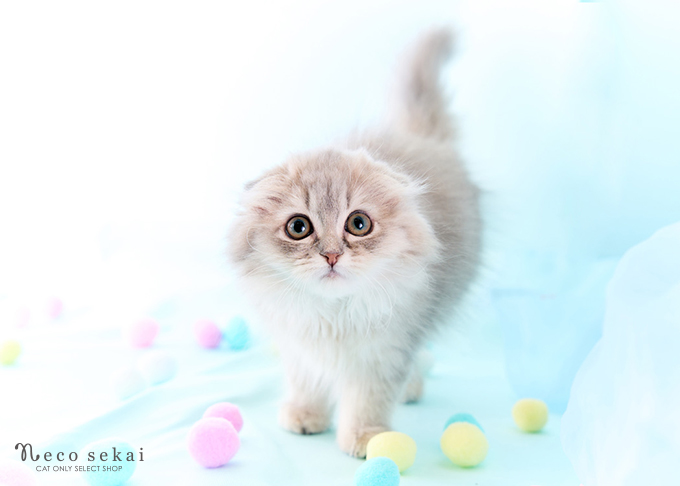 スコティッシュフォールド