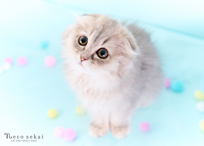 スコティッシュフォールド