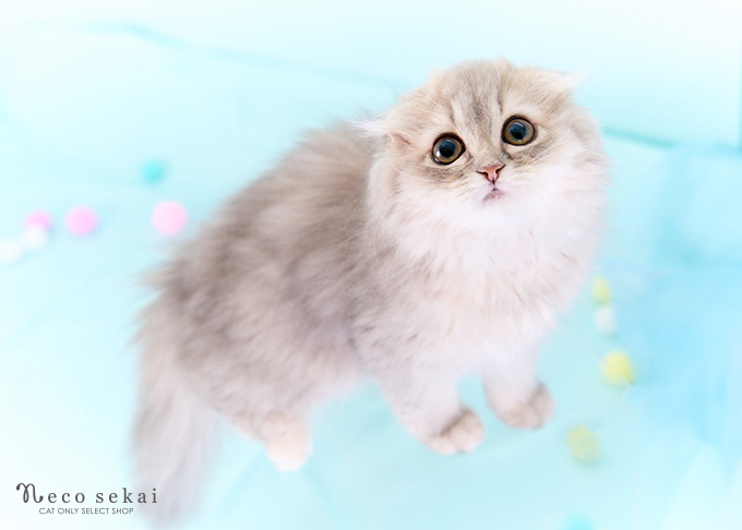 スコティッシュフォールド