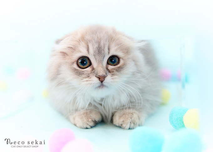 スコティッシュフォールド