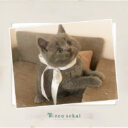 ブリティッシュショートヘア