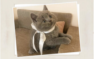 ブリティッシュショートヘア