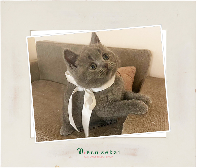 ブリティッシュショートヘア