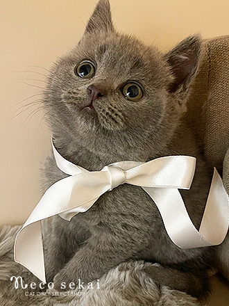 ブリティッシュショートヘア