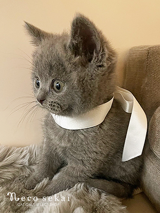 ブリティッシュショートヘア