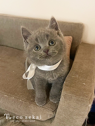 ブリティッシュショートヘア