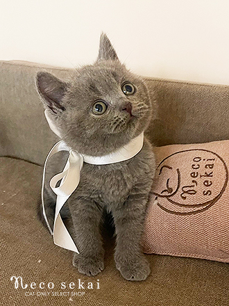 ブリティッシュショートヘア