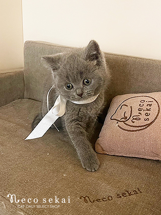 ブリティッシュショートヘア