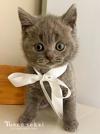 ブリティッシュショートヘア