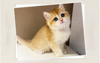 ブリティッシュショートヘア