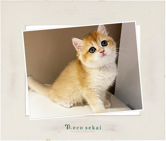 ブリティッシュショートヘア