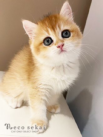 ブリティッシュショートヘア