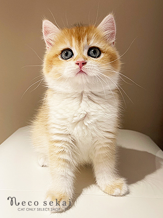 ブリティッシュショートヘア