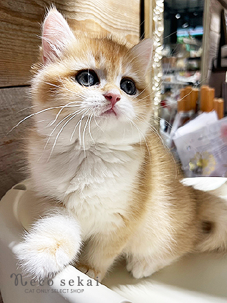 ブリティッシュショートヘア