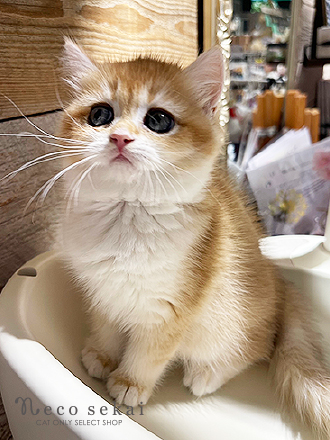 ブリティッシュショートヘア