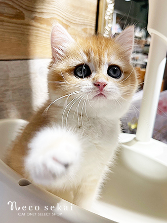 ブリティッシュショートヘア