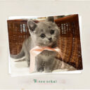 ブリティッシュショートヘア