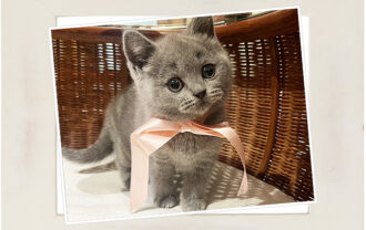 ブリティッシュショートヘア