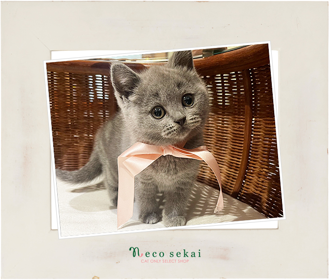 ブリティッシュショートヘア