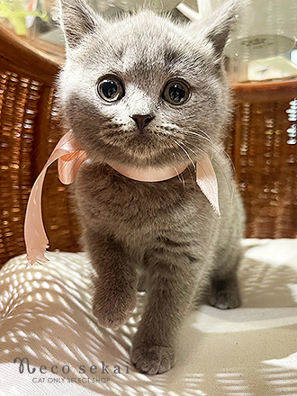 ブリティッシュショートヘア