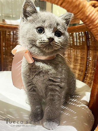 ブリティッシュショートヘア