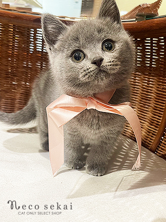 ブリティッシュショートヘア