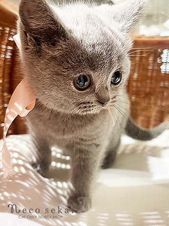 ブリティッシュショートヘア