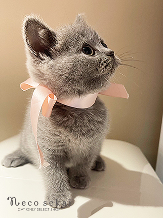 ブリティッシュショートヘア